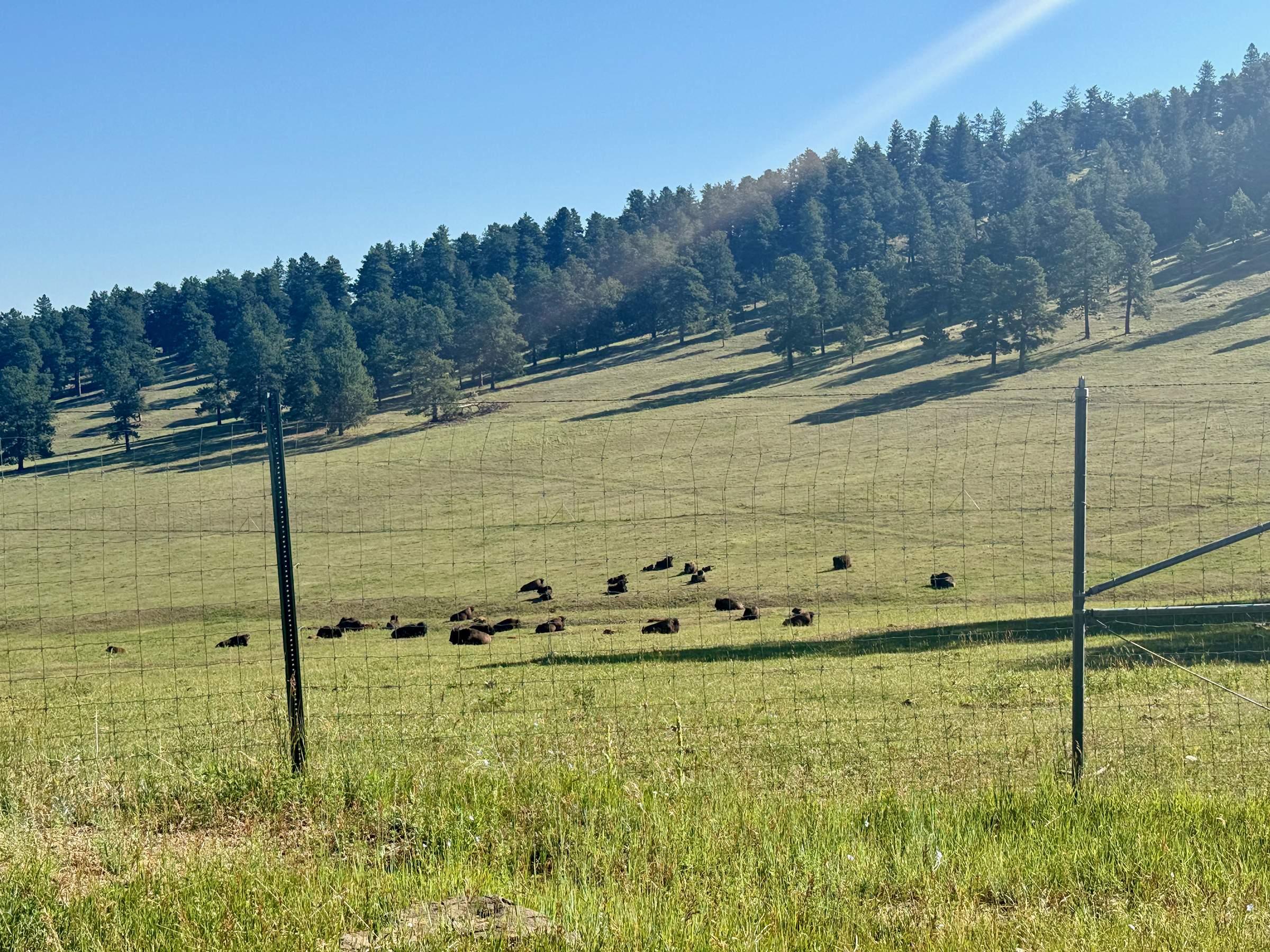 A resting herd of bison in a fenced pasture along the Genesee Mountain Loop, with forested foothills rising behind them