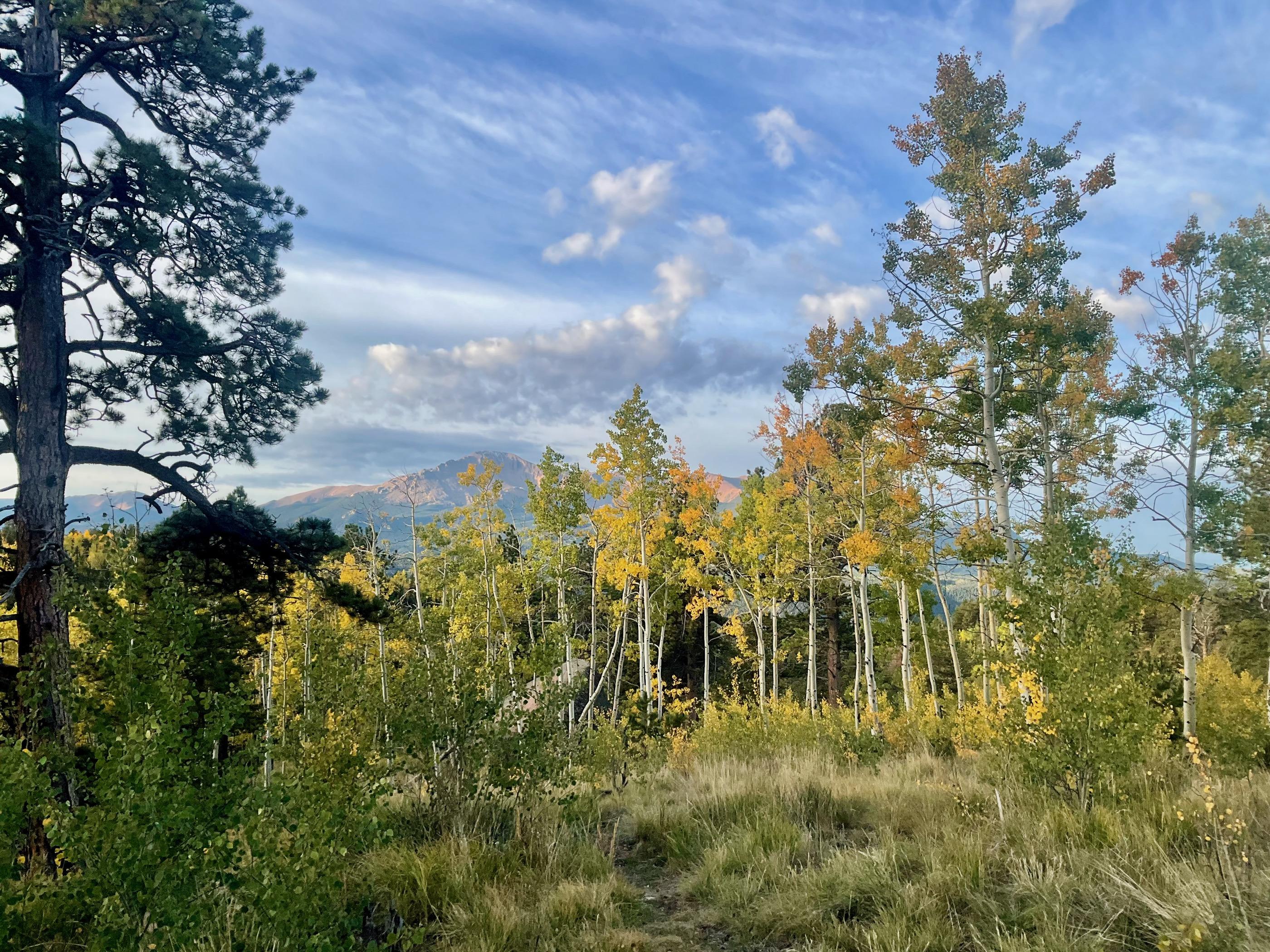 Singletrack trail cutting through golden aspens with Pikes Peak visible in the distance under a partly cloudy sky