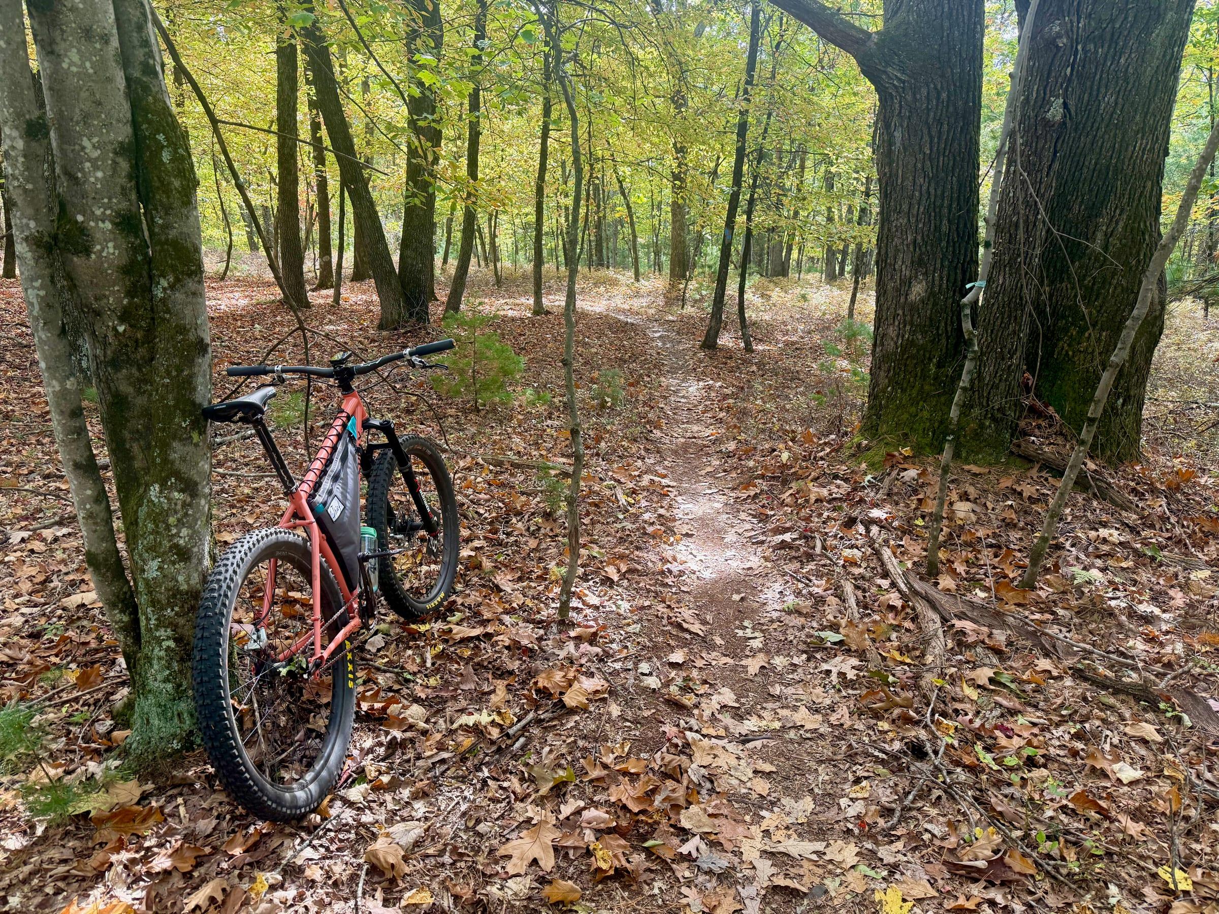 An orange Surly Karate Monkey leaning against a tree beside a narrow singletrack covered in fallen leaves, with yellow fall foliage overhead